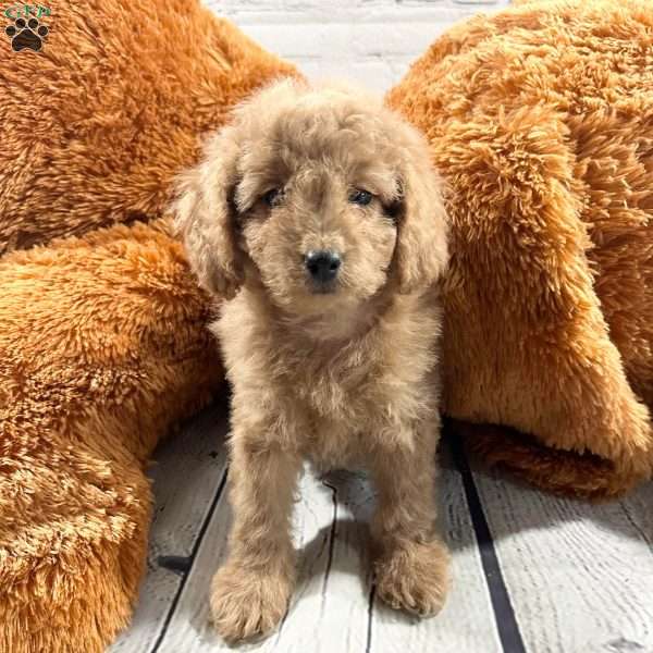 Daria, Mini Goldendoodle Puppy